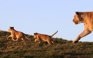 WILDLANDS gaat een nieuw avontuur aan…